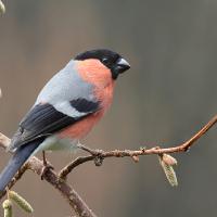 Bullfinch male 3 